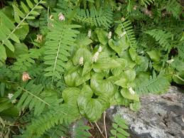 Attēlu rezultāti vaicājumam “Maianthemum bifolium”
