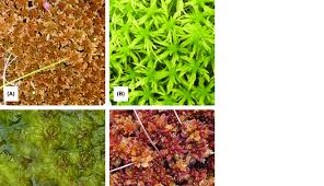 Attēlu rezultāti vaicājumam “Sphagnum teres”