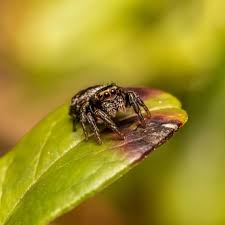 Attēlu rezultāti vaicājumam “Evarcha falcata female”