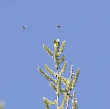 Attēlu rezultāti vaicājumam “Adela cuprella”
