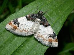 Attēlu rezultāti vaicājumam “Catarhoe cuculata”