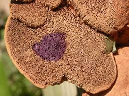 Attēlu rezultāti vaicājumam “Hapalopilus nidulans”