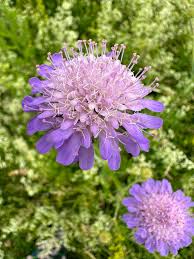 Image result for Knautia arvensis