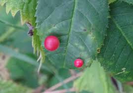 Attēlu rezultāti vaicājumam “Diplolepis eglanteriae”