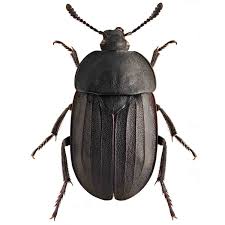 Attēlu rezultāti vaicājumam “Silphidae”
