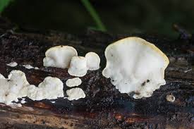 Attēlu rezultāti vaicājumam “Antrodiella faginea”