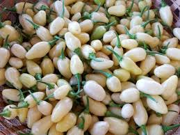 Afbeeldingsresultaat voor white habanero hot pepper