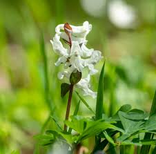 Attēlu rezultāti vaicājumam “Corydalis cava flower”