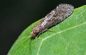 Attēlu rezultāti vaicājumam “Trichoptera”