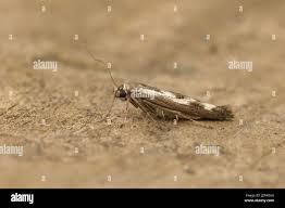 Attēlu rezultāti vaicājumam “Scythris limbella”