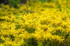 Attēlu rezultāti vaicājumam “Sedum sexangulare flower”