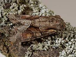 Attēlu rezultāti vaicājumam “Apamea remissa”