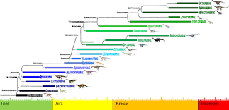 Image result for Evolution Stammbaum
