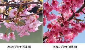 Image result for 緋寒桜