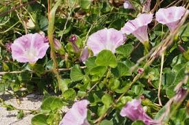 Attēlu rezultāti vaicājumam “Calystegia inflata”