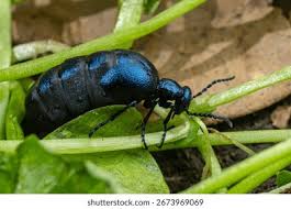 Attēlu rezultāti vaicājumam “Meloe sp. imago”