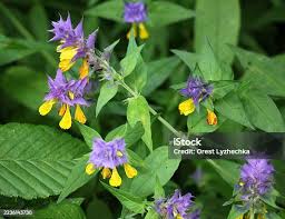 Attēlu rezultāti vaicājumam “Melampyrum nemorosum leaf”