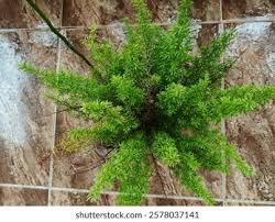 Attēlu rezultāti vaicājumam “Asparagus officinalis leaf”