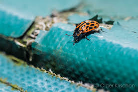 Attēlu rezultāti vaicājumam “Chrysomela vigintipunctata”