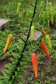 Attēlu rezultāti vaicājumam “Lilium lancifolium bud”