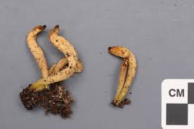 Attēlu rezultāti vaicājumam “Clavaria argillacea”