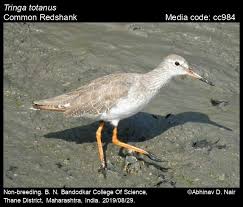 Attēlu rezultāti vaicājumam “Tringa totanus adult”