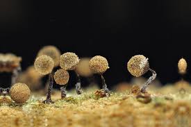 Attēlu rezultāti vaicājumam “Cribraria piriformis macro”