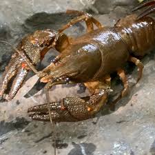 Attēlu rezultāti vaicājumam “Astacus astacus”
