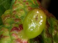 Attēlu rezultāti vaicājumam “Tetraneura ulmi”