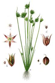 Attēlu rezultāti vaicājumam “Juncaceae”