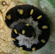 Attēlu rezultāti vaicājumam “Tenthredo mandibularis”