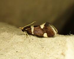 Attēlu rezultāti vaicājumam “Incurvaria praelatella”