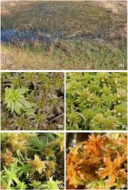 Attēlu rezultāti vaicājumam “Sphagnum teres”