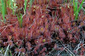 Attēlu rezultāti vaicājumam “Drosera x obovata”