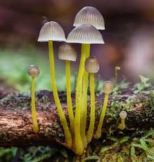 Attēlu rezultāti vaicājumam “Mycena epipterygia”