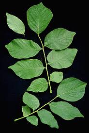 Attēlu rezultāti vaicājumam “Cladrastis kentukea leaf”