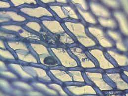 Attēlu rezultāti vaicājumam “Sphagnum warnstorfii”