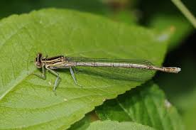 Attēlu rezultāti vaicājumam “Platycnemis pennipes”