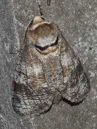 Attēlu rezultāti vaicājumam “Cossus cossus”