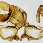 Attēlu rezultāti vaicājumam “Dichelia histrionana”