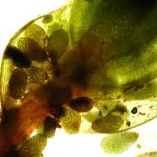 Attēlu rezultāti vaicājumam “Bryum neodamense macro”