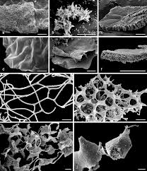Attēlu rezultāti vaicājumam “Diderma testaceum sessile”