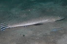 Image result for Platycephalus richardsoni