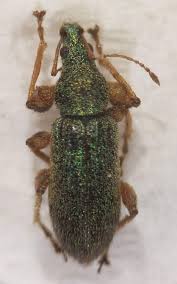 Attēlu rezultāti vaicājumam “Phyllobius”