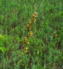 Attēlu rezultāti vaicājumam “Carex diandra”