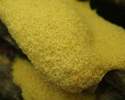 Attēlu rezultāti vaicājumam “Fuligo septica var. rosea young”