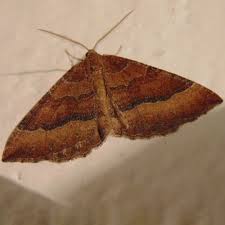 Attēlu rezultāti vaicājumam “Larentia clavaria”