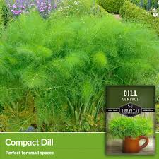 Image result for Dill