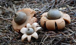 Attēlu rezultāti vaicājumam “Geastrum minimum”