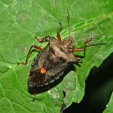 Attēlu rezultāti vaicājumam “Pentatomidae”